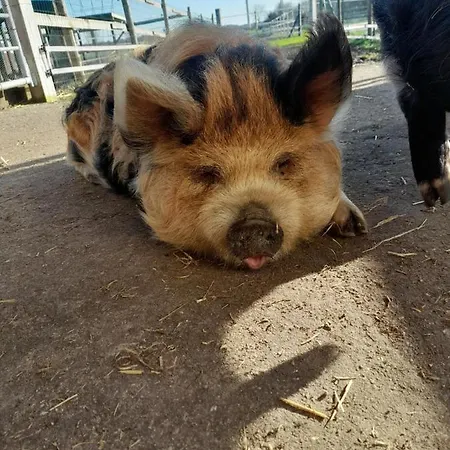 Apartamento Hannekenbuurs Kleine Kune Kune Farm