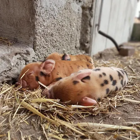 Hannekenbuurs Kleine Kune Kune Farm * Weeze