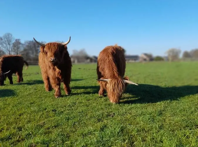 Hannekenbuurs Kleine Kune Kune Farm Daire *