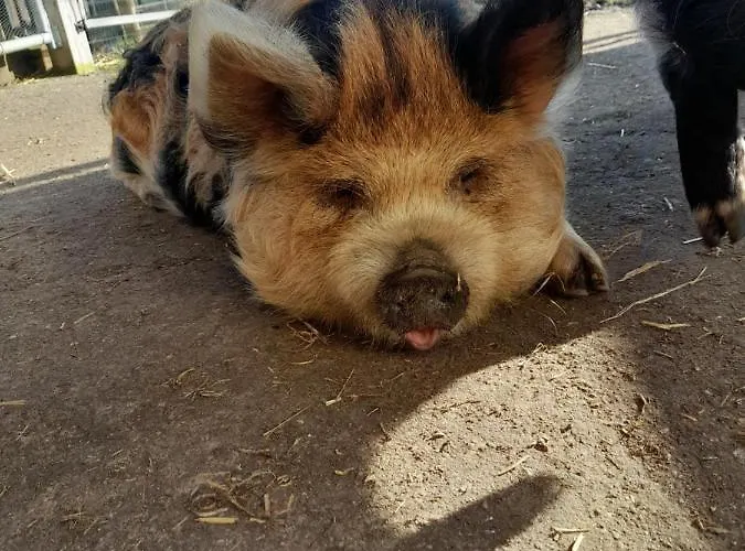 Daire Hannekenbuurs Kleine Kune Kune Farm