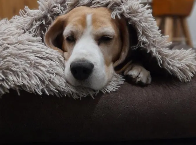 Hannekenbuurs Kleine Kune Kune Farm * Weeze