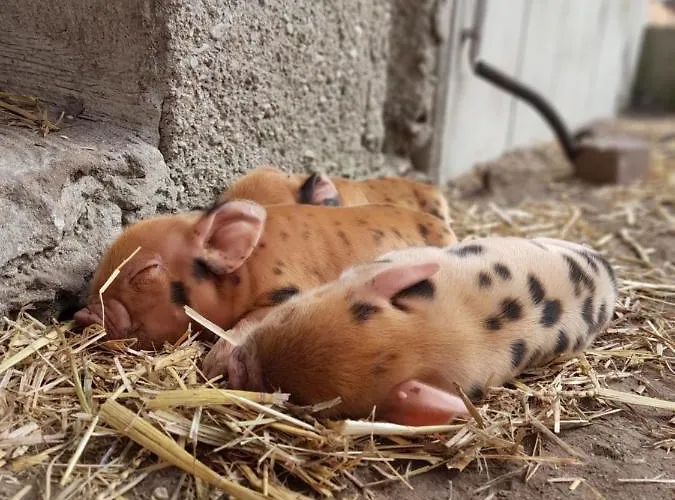 Hannekenbuurs Kleine Kune Kune Farm * Weeze